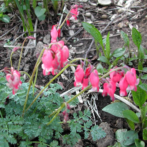 Dicentra eximia King of Hearts